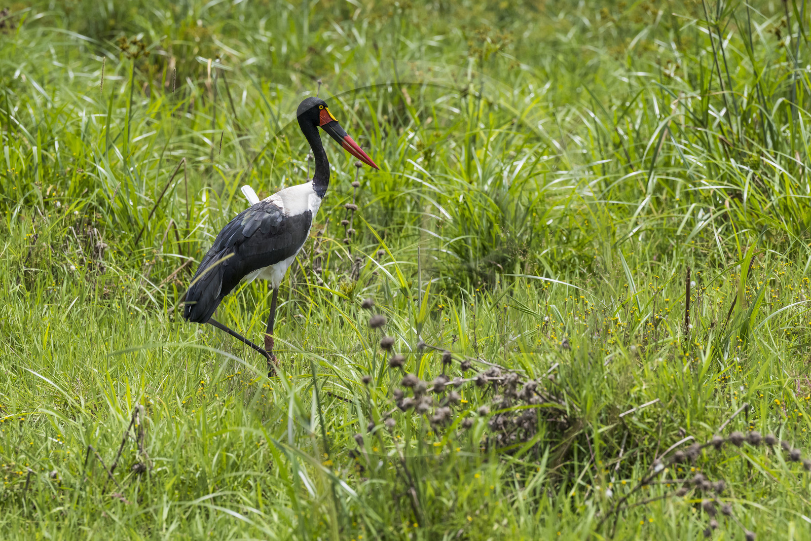 Rwanda, Parc national de l'Akagera, Jabiru d'Afrique ou Jabiru du Sénégal (Ephippiorhynchus senegalensis) femelle