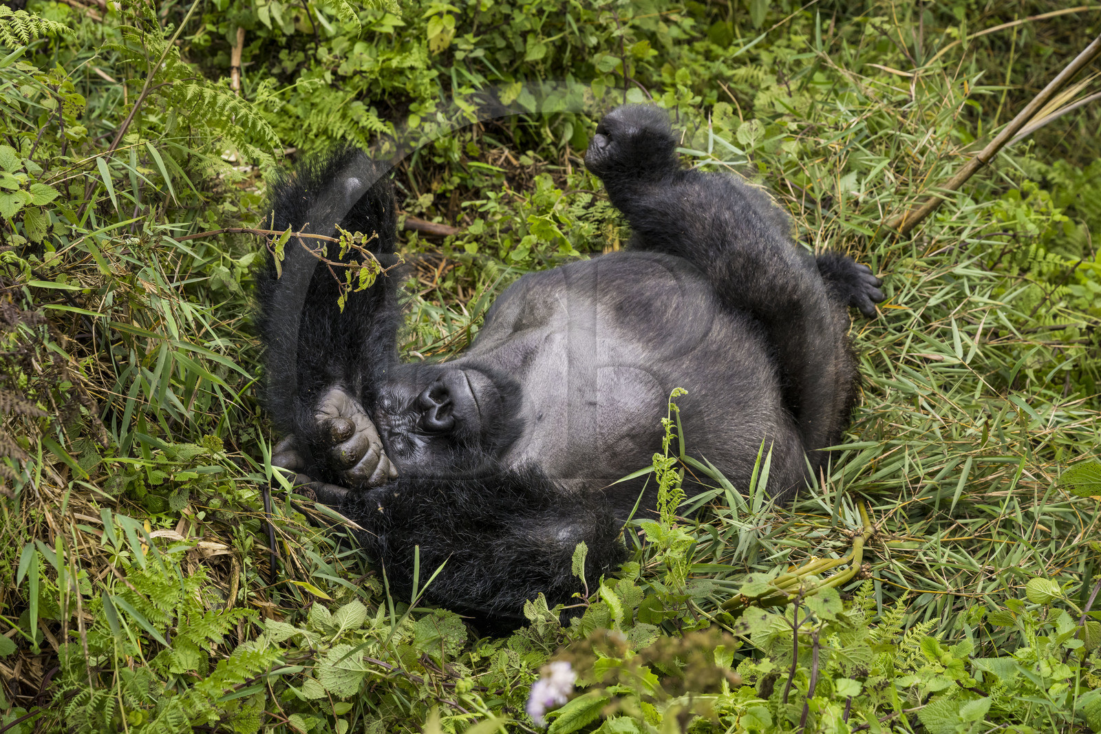 Rwanda, Province du Nord, Parc National des Volcans dans la chaine des Monts Virunga, mont Karisimbi, gorille des montagnes (Gorilla beringei beringei) du groupe Susa, male appelé dos argenté (silverback)