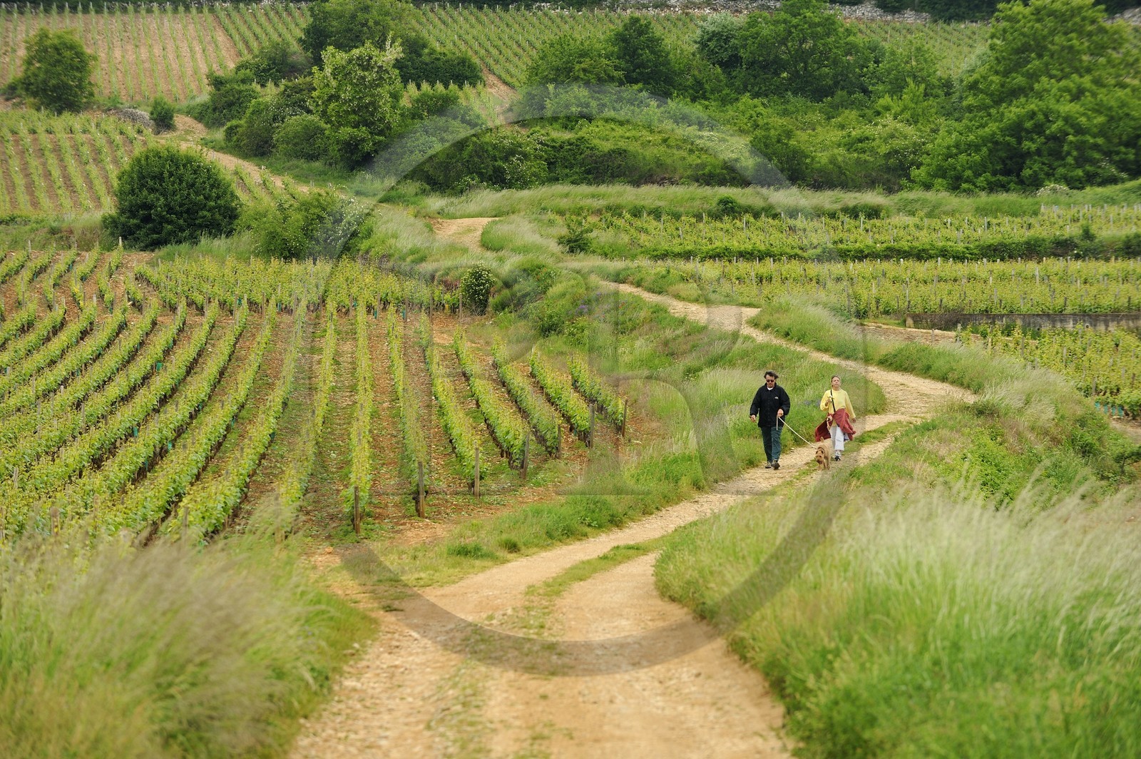 France, Côte d'Or (21), vignoble de Couchey