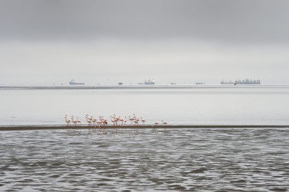 Namibia, Erongo region, Swakopmund, Walvis Bay, lesser flamingo (Phoeniconaias minor) and boats in the background