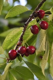 France, cherry tree (Prunus cerasus), cherries