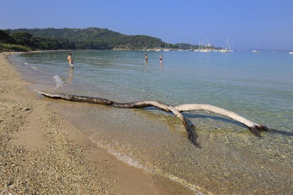 France, Var (83), Iles d'Hyères, parc national de Port-Cros, île de Porquerolles, la Plage Notre Dame