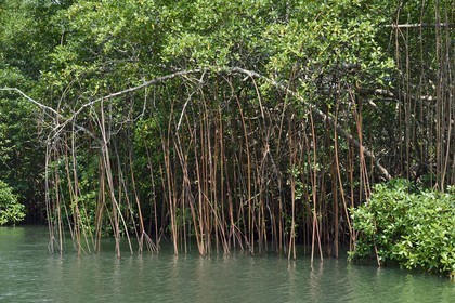 Gabon, province de l'Estuaire, Parc National Akanda, palétuviers dans la mangrove