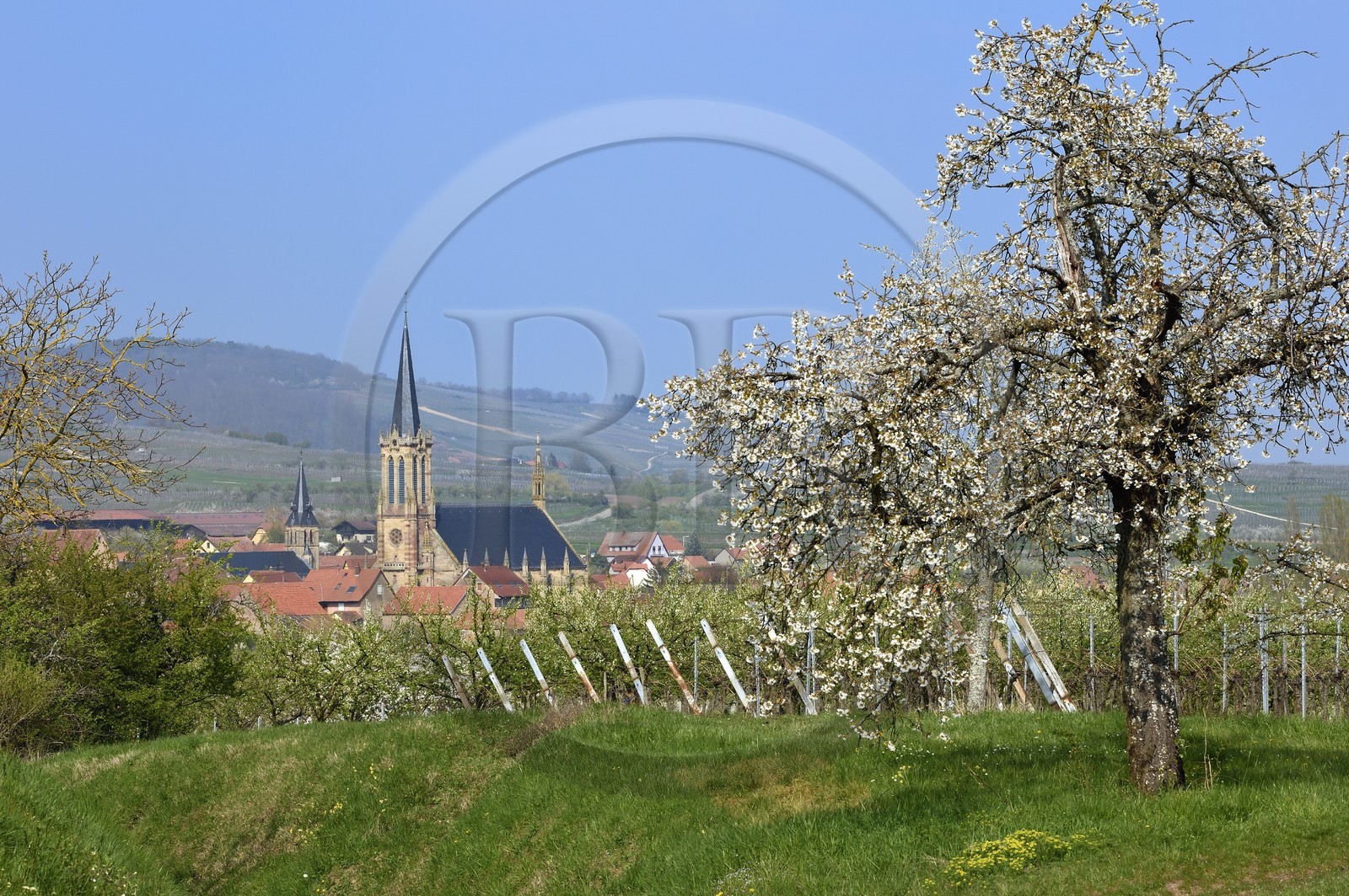 France, Bas-Rhin (67), Route des vins d'Alsace, Westhoffen, cerisiers en fleurs et vignoble en avril