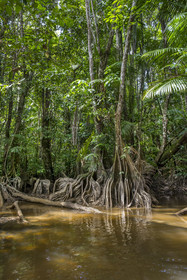 France, French Guiana, Kourou, Maripas camp in the rainforest, Pterocarpus officinalis with large undulating buttresses or moutouchi-marsh in Guyanese Creole in a creek, small river, tributary of the Kourou River