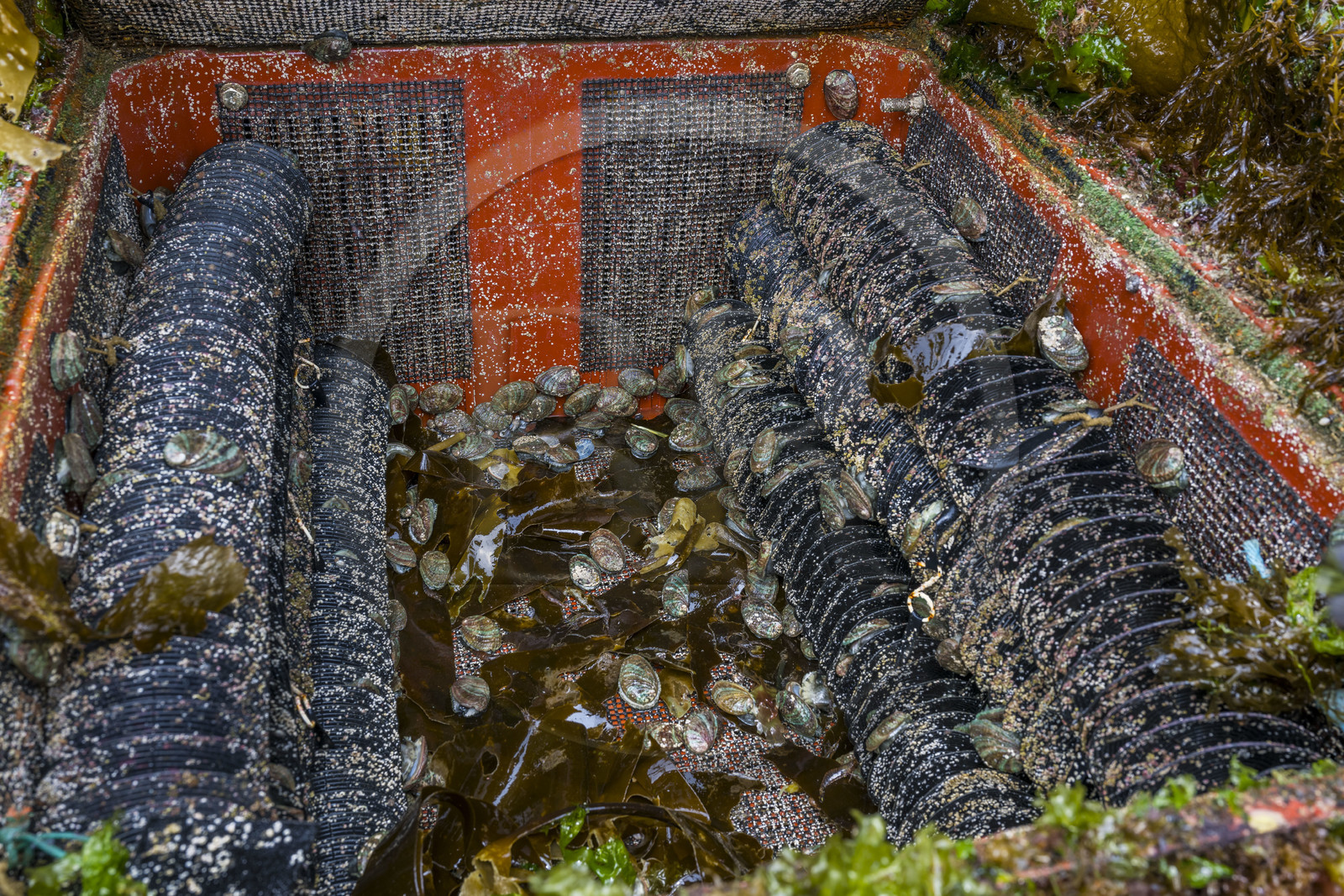 France, Finistère (29), Pays des Abers, estuaire de l'Aber Wrac'h, ormeau (haliotis tuberculata) issu d'un élevage en pleine mer nourri aux algues par France Haliotis