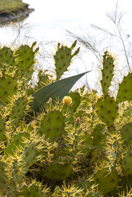 Portugal, Algarve, Parc Naturel de la Ria Formosa, Tavira, fleur de figuier de Barbarie