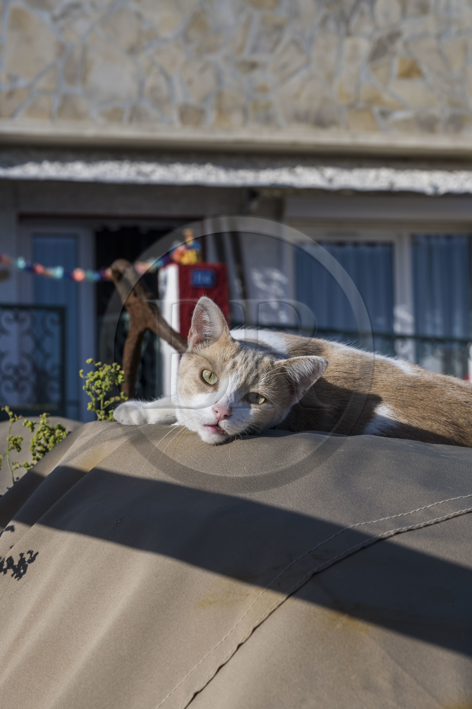 France, Hérault (34), Sète, quartier de la Pointe Courte, chat dans le petit port du quartier de pecheurs sur les rives de l'étang de Thau