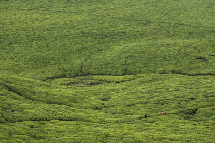 Rwanda, Province de l’Ouest, Gisuma, plantation de thé