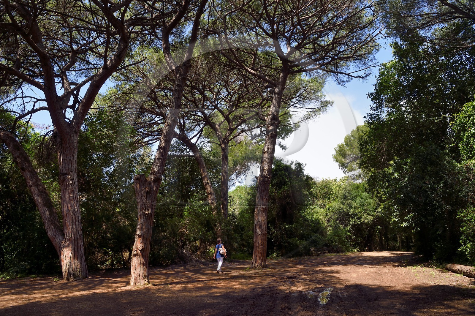 France, Alpes-Maritimes (06), Cannes, Iles de Lérins, Ile Sainte-Marguerite