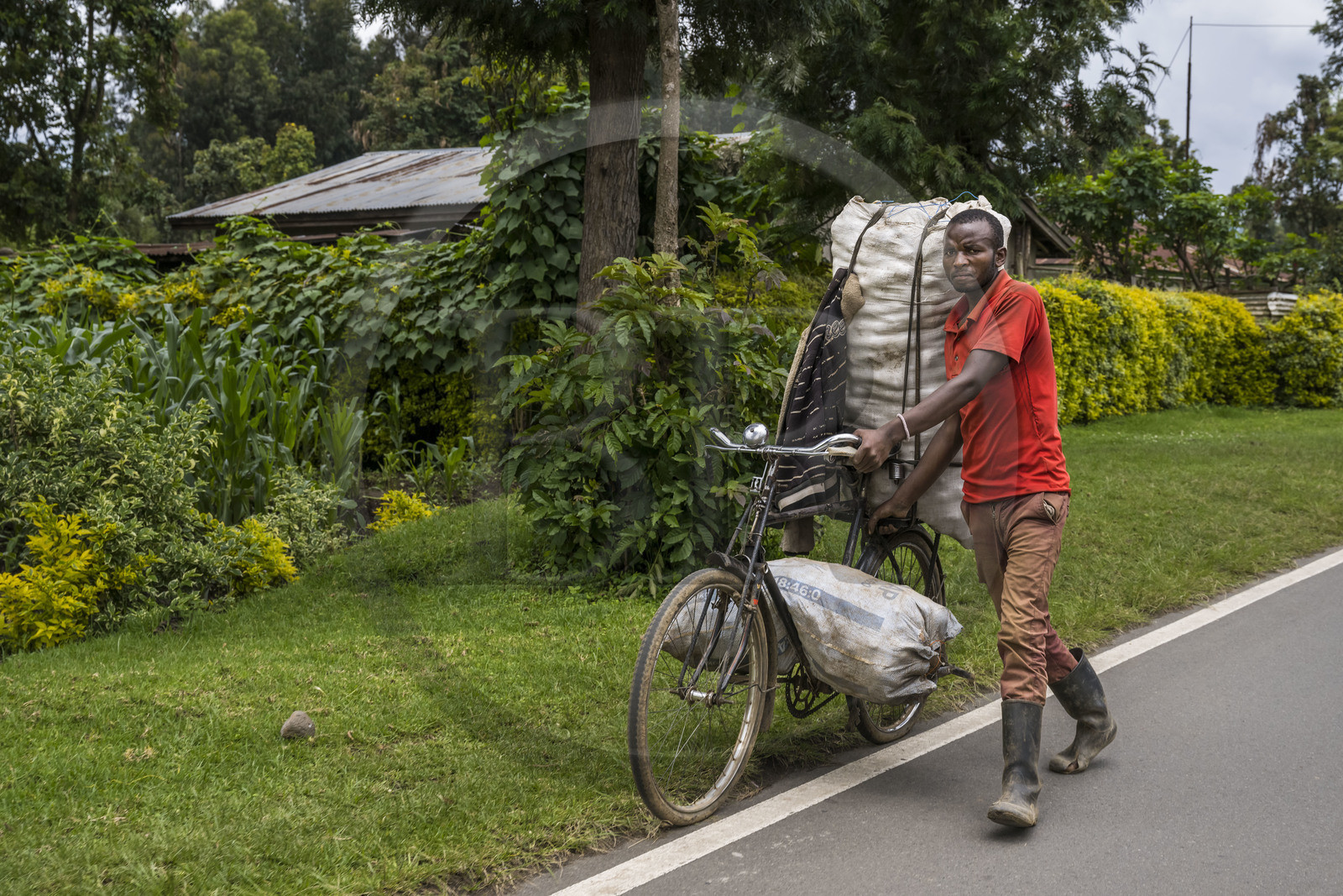 Rwanda, Province du Nord, Musanze (anciennement nommée Ruhengeri), transport de charbon de bois sur une bicyclette sur la route de Ruhengeri, les bicyclettes sont le principal moyen de transport local
