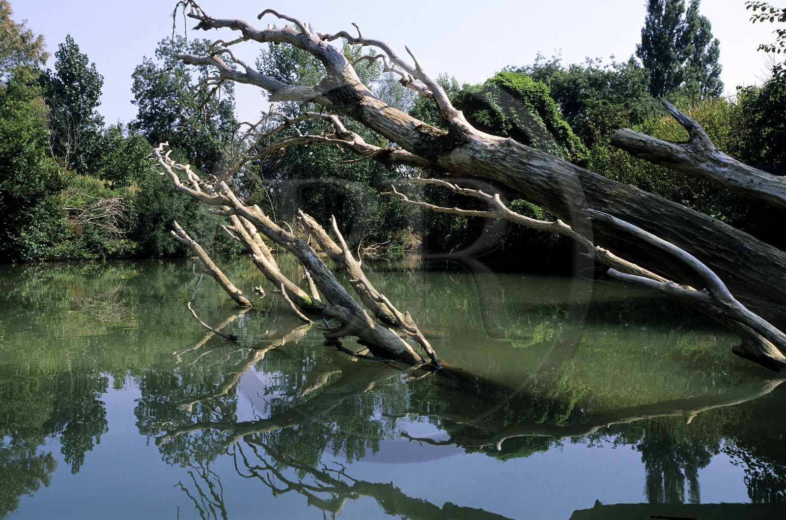 France, Gers (32), arbre mort dans la rivière Baïse à Beaucaire