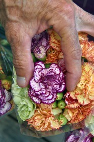France, Alpes-Maritimes (06), Nice, vieille ville, marché du cours Saleya, marché aux fleurs, petits oeillets