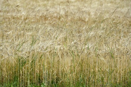 France, Bas Rhin, Dangolsheim, wheatfield
