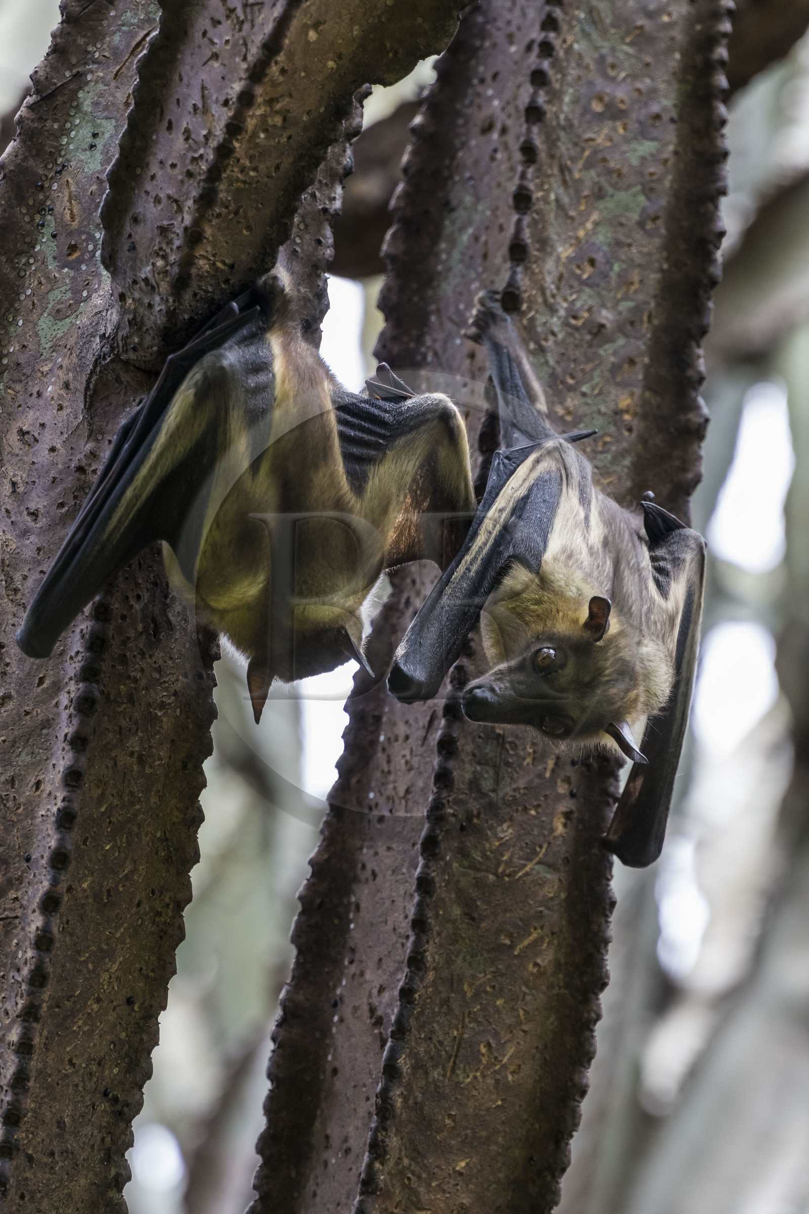 Rwanda, Province de l’Ouest, Karongi (anciennement nommée Kibuye), lac Kivu, Ile Napoléon ou Tembabagoyi, Roussette paillée africaine ou Roussette des palmiers africaine ou Roussette jaune (Eidolon helvum) dans un Euphorbe candélabre
