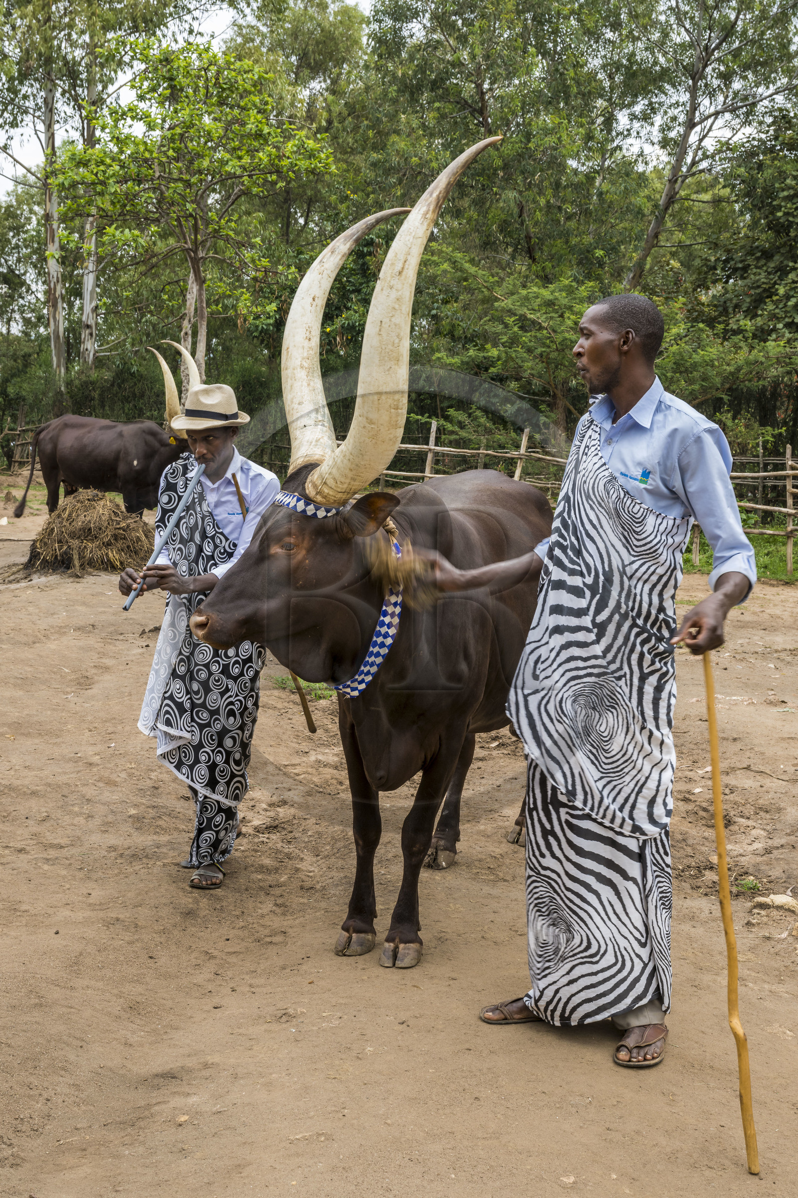 Rwanda, Province du Sud, Nyanza, musée du Palais royal Rukari, vaches royales à longues cornes appellée Inyambo ou watusi