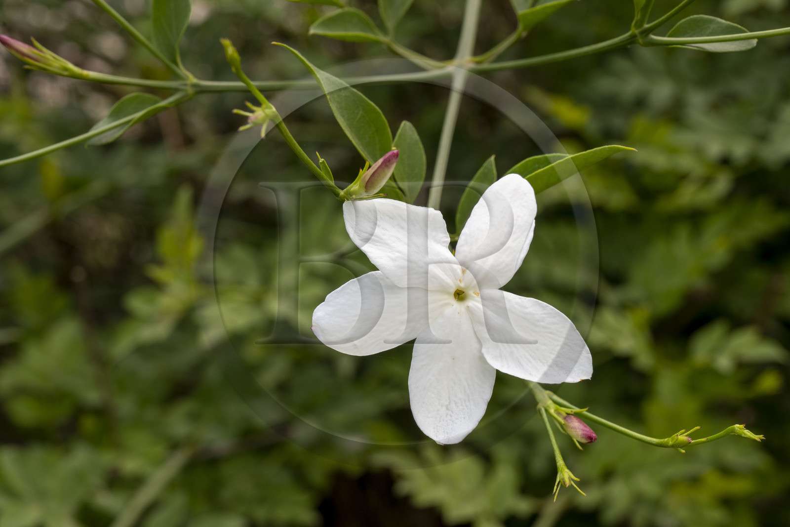 France, Alpes-Maritimes (06), Mouans-Sartoux, Jardins du Musée International de la Parfumerie​ (MIP), fleur de jasmin et boutons (rouges) qui donnerons la fleur du lendemain