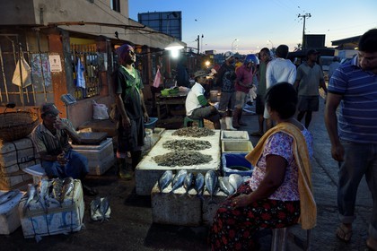 Sri Lanka, Western Province, Negombo, the port fish market