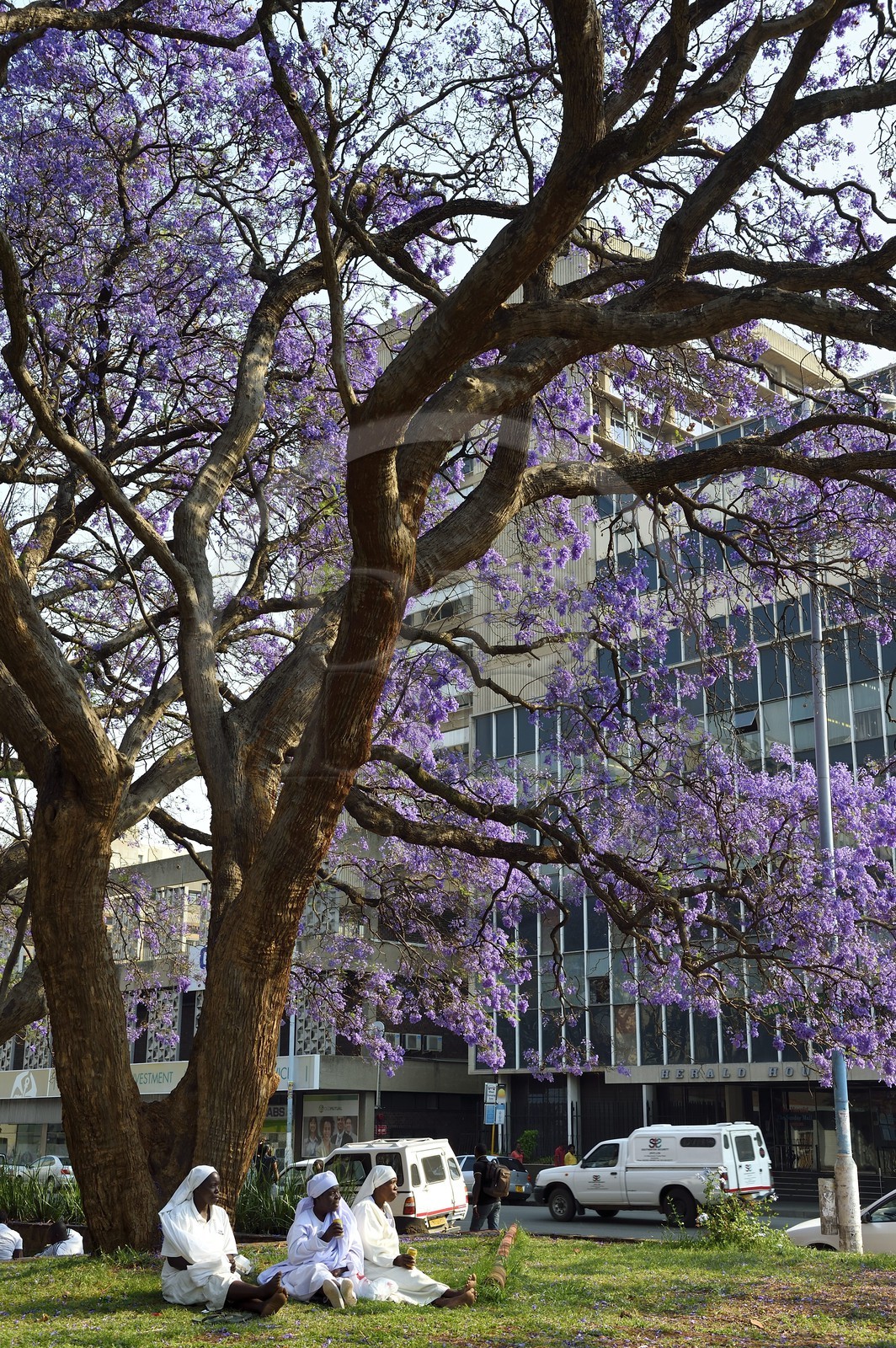 Zimbabwe, Harare, African Unity Square (anciennement Cecil Square), religieuses se reposant sous un jacaranda