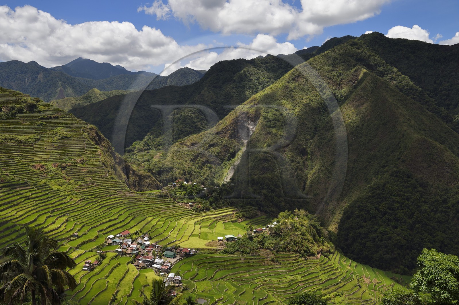 Philippines, province d'Ifugao, les rizières en terrasses de Banaue autour du village de Batad, classées Patrimoine Mondial de l'UNESCO, alimentées par un ancien système d'irrigation depuis la forêt tropicale au-dessus des terrasses Philippines, province d'Ifugao, les rizières en terrasses de Banaue autour du village de Batad, classées Patrimoine Mondial de l'UNESCO, alimentées par un ancien système d'irrigation depuis la forêt tropicale au-dessus des terrasses