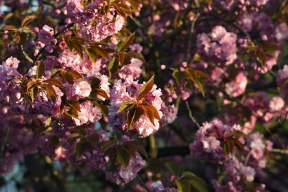 France, Val-de-Marne, Bry-sur-Marne, Japanese cherry tree (Prunus serrulata) in bloom