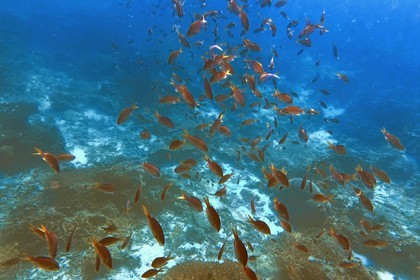 Sultanat d'Oman, gouvernorat de Mascate, réserve naturelle des Iles Daymaniyat,