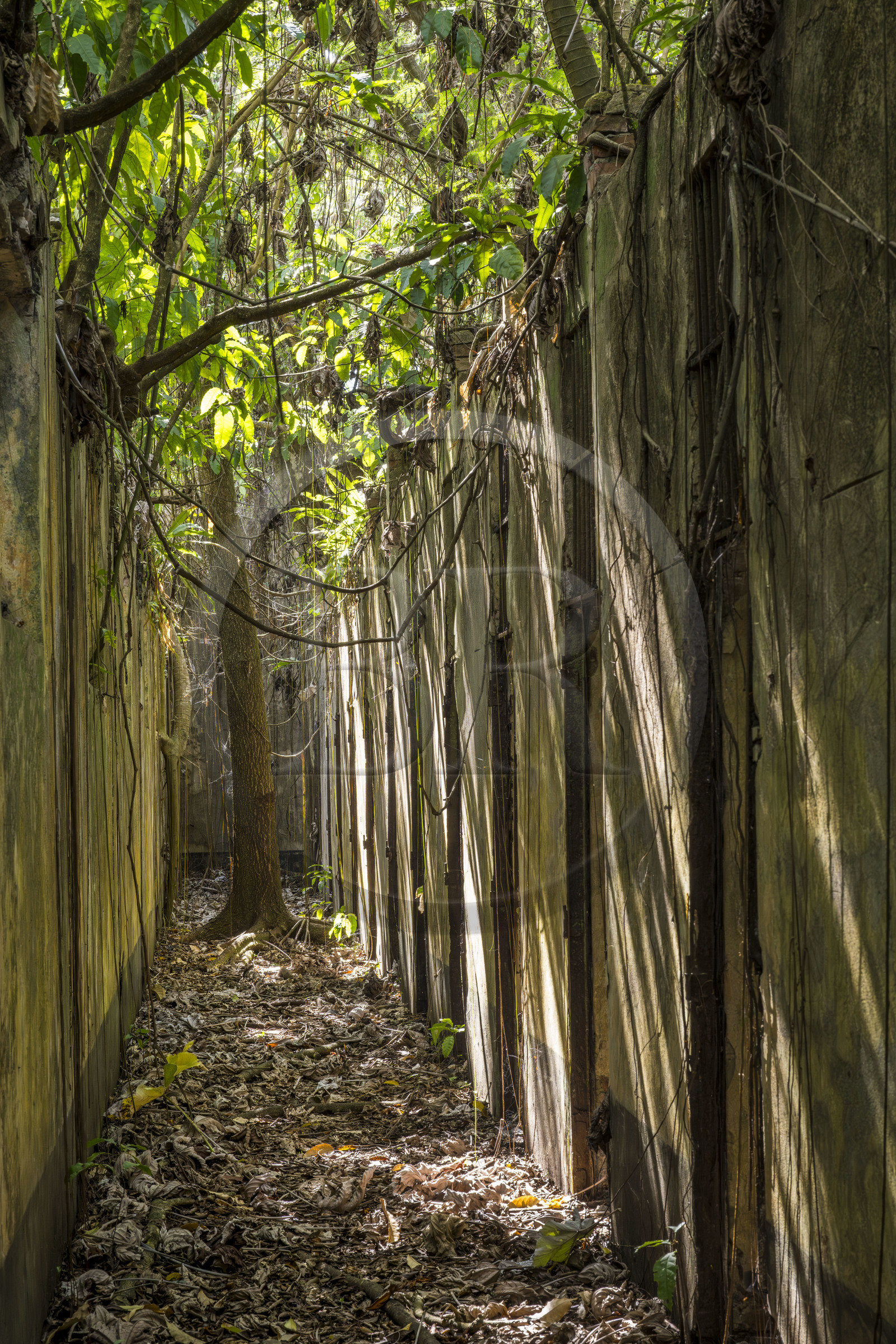 France, Guyane, Kourou, Iles du Salut, l'Ile Saint-Joseph, ruine du bagne consacré à la réclusion des prisonniers les plus difficiles