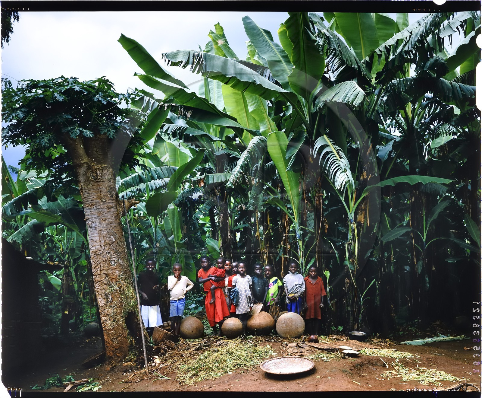 Burundi, province de Kirundo, région du lac Cyohoha Sud aussi appelé lac Cohoha, groupe d'enfants des deux ethnies Tutsi et Hutu dans une bananeraie (reproduction plan-film inversible 4x5)