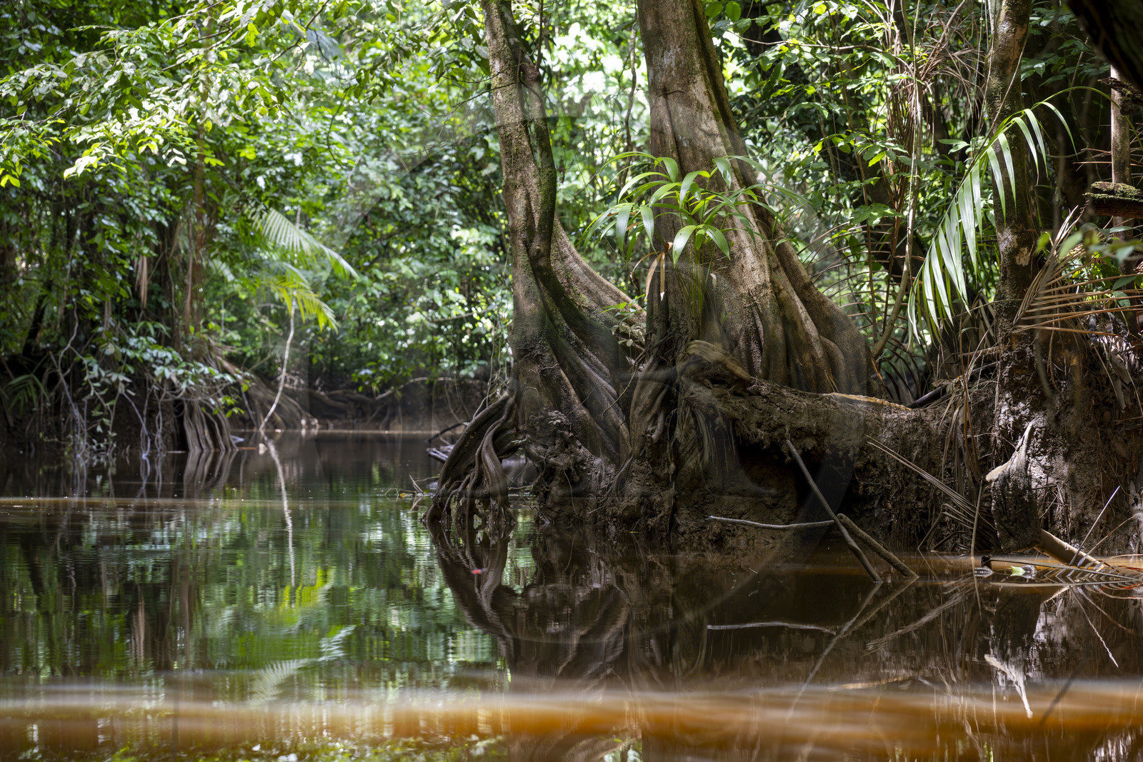 France, Guyane, Kourou, camp Maripas dans la forêt tropicale, Pterocarpus officinalis aux grands contreforts ondulés ou moutouchi-marécage en créole guyanais dans une crique, petite rivière, affluent du fleuve Kourou