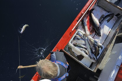 Norvège, Nordland, Îles Lofoten, pêche à la ligne professionnelle