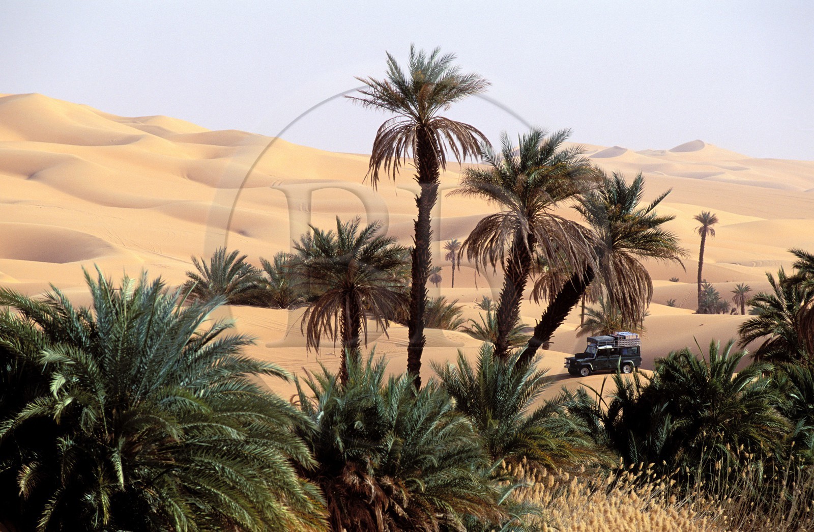 Libya, region of the desert, the Fezzan (Sahara), Erg Ubari, passage of a 4x4 in the oasis