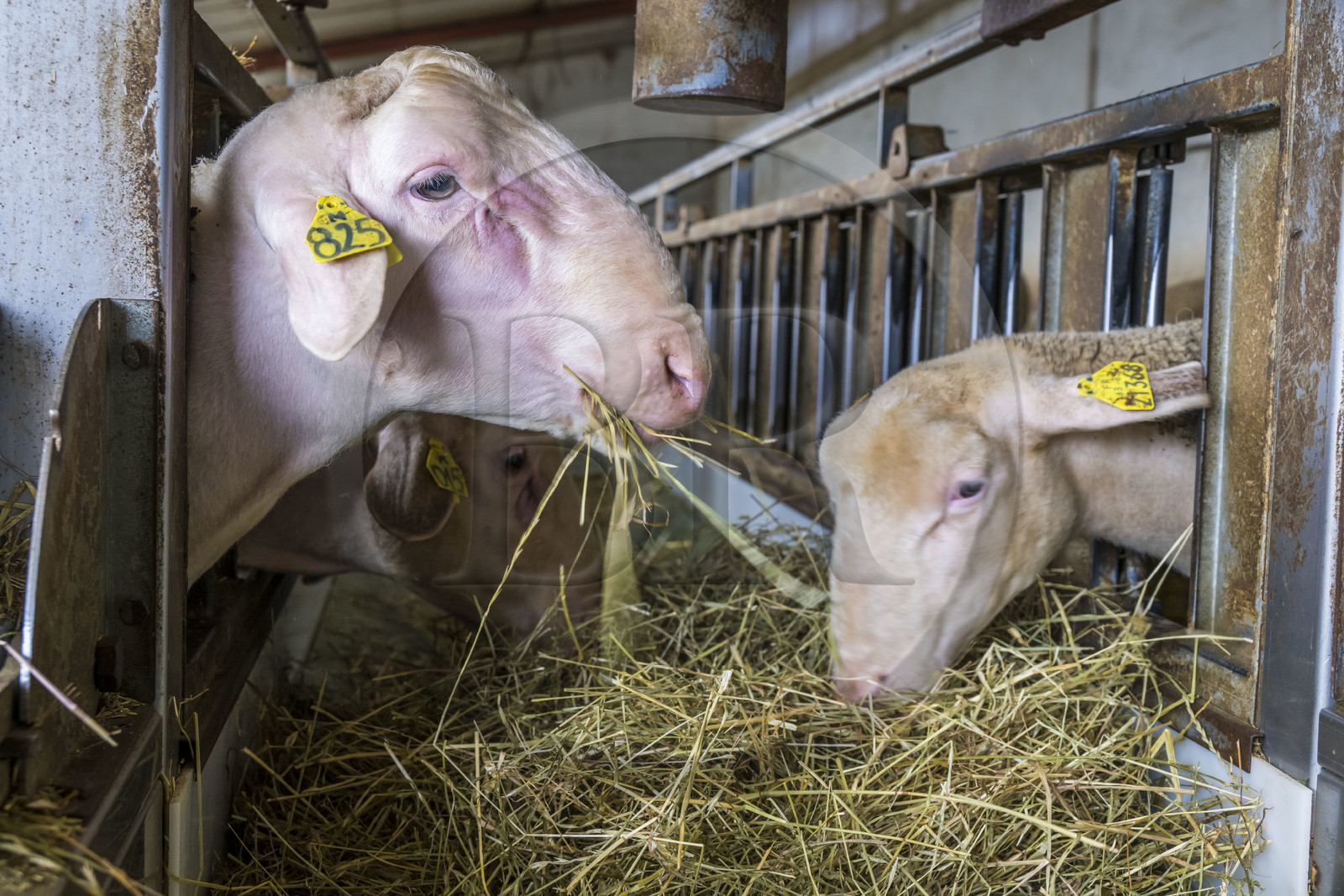 France, Aveyron (12), parc naturel régional des Grands-Causses, Versols-et-Lapeyre, ferme d'Hermilix, brebis Lacaune dont le lait sert pour l'élaboration du roquefort AOP, un bélier à gauche