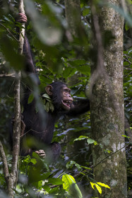 Rwanda, Province de l’Ouest, Nyakabuye, Parc national de Nyungwe, forêt tropicale humide naturelle de Cyamudongo, Chimpanzé commun (Pan Troglodytes)