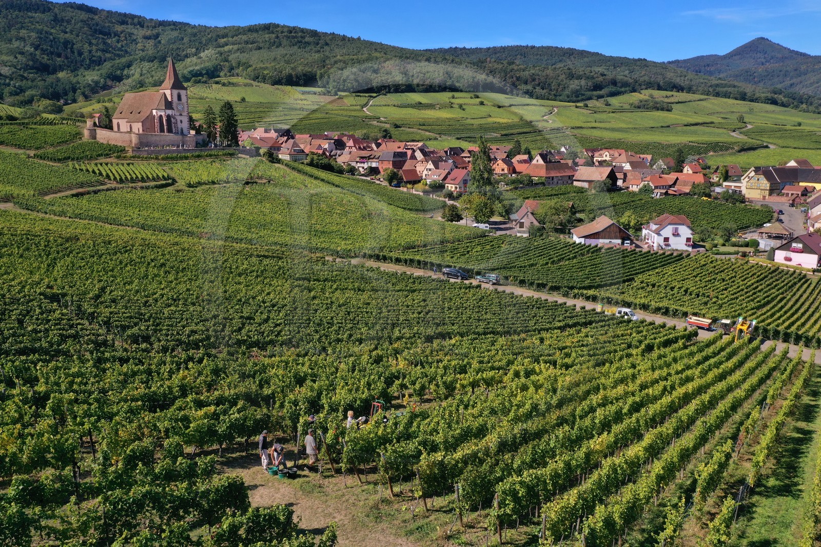 France, Haut Rhin, the Alsace Wine Route, Hunawihr, labelized the Most Beautiful Villages of France, the 14th century fortified church Saint Jacques le Majeur, harvest in the vineyards (aerial view)