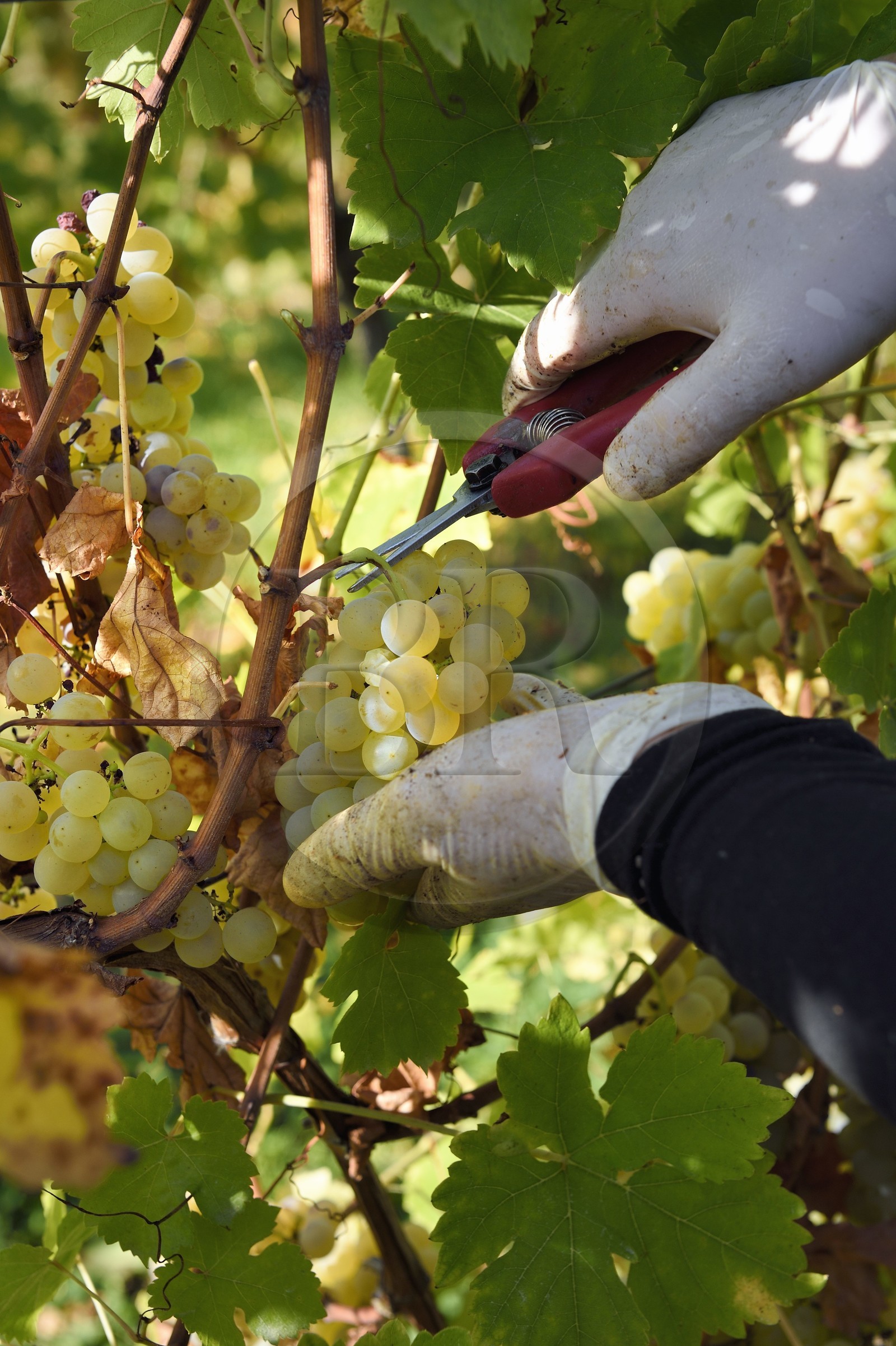 France, Haut Rhin, the Alsace Wine Route, Bergheim, grape harvest on a plot of the Wine estate Marcel Deiss