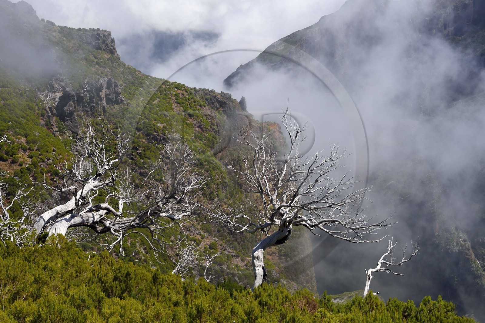 Portugal, Ile de Madère, randonnée sur le Vereda do Areeiro entre les monts Pico Ruivo (1862m) et Pico Arieiro (1817m), foret de bruyères arborescentes brulée en 2010
