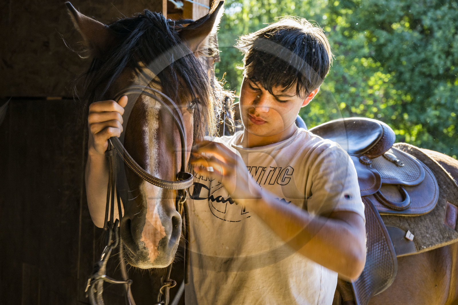 France, Hérault (34), les Causses et les Cévennes, paysage culturel de l'agro-pastoralisme méditerranéen inscrit au Patrimoine Mondial de l'UNESCO, La Vacquerie-et-Saint-Martin-de-Castries, le Mas de Cisco, Charlie Amposta prépare son cheval pour une sortie