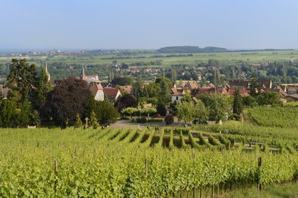 France, Bas Rhin, the Alsace Wine Route, Mittelbergheim, labelled Les Plus Beaux Villages de France (The Most Beautiful Villages of France), vineyard, the soil of the Zotzenberg hill is classified Grand Cru