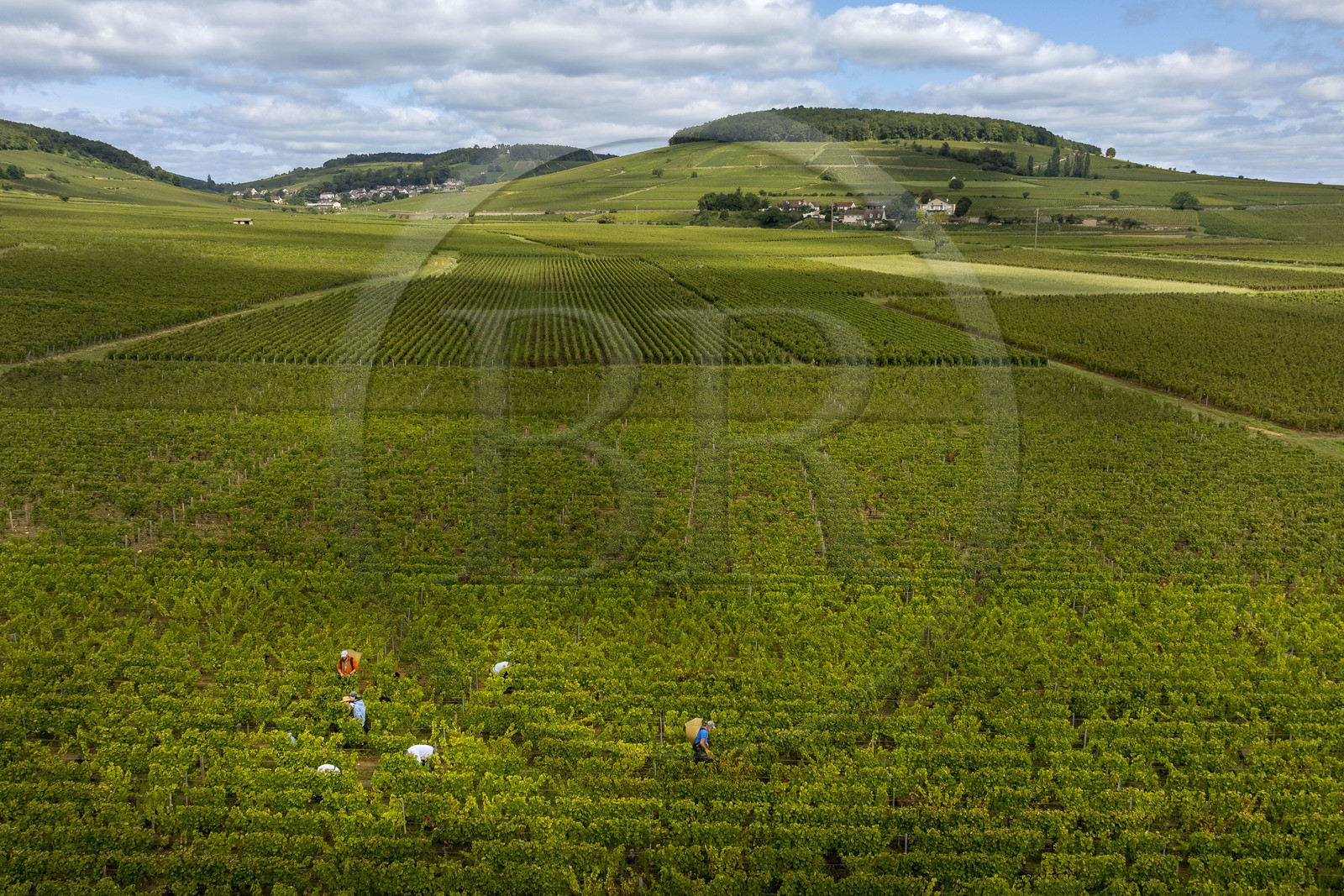 France, Côte-d'Or (21), les climats de Bourgogne classés Patrimoine Mondial de l'UNESCO, Route des Grands Crus, vignoble de la Côte de Beaune, Pernand-Vergelesses, vendanges dans les vignes où les Hospices de Beaune possèdent des parcelles, le village et la colline de Corton en arrière plan (vue aérienne)