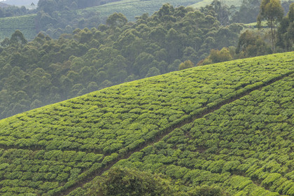 Rwanda, Province de l’Ouest, Gisuma, plantation de thé et forêt d'eucalyptus en arrière plan