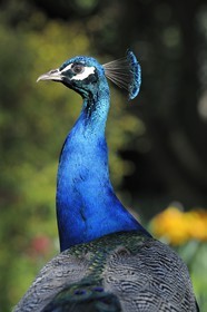 France, Paris (75), le Bois de Boulogne, parc de Bagatelle, paon