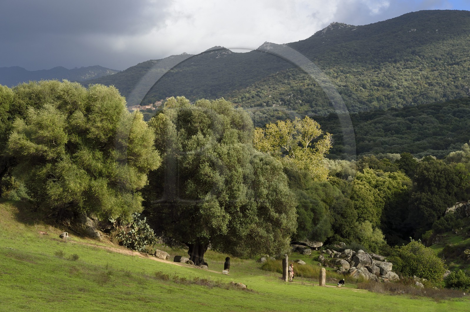 France, Corse-du-Sud (2A), site préhistorique de Filitosa, alignement de statues menhirs