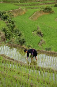 Vietnam, Lao Cai province, North-West Sapa district, woman from the Blue Hmong minority group in the ricefield