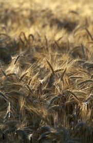 France, Hautes Alpes, ripening wheat in a field