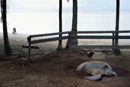 France, Mayotte island (French overseas department), Grande-Terre, Kani-Keli, N’Gouja beach, the Maore Garden, green sea turtle (Chelonia mydas) covering eggs with sand after laying eggs