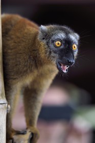 France, Mayotte island (French overseas department), Grande-Terre, Kani-Keli, the Maore Garden at N’Gouja beach, tawny lemur (Eulemur fulvus mayottensis) also called maki
