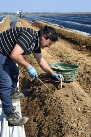 France, Bas Rhin, Fessenheim-Le-Bas, harvest of white asparagus in a field of the Weckel Farm