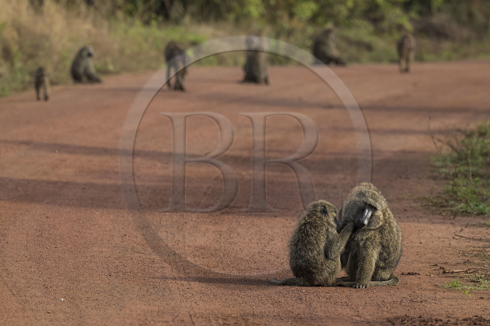 Rwanda, Parc national de l'Akagera, babouin olive (Papio anubis) épouillant un de ses congénères