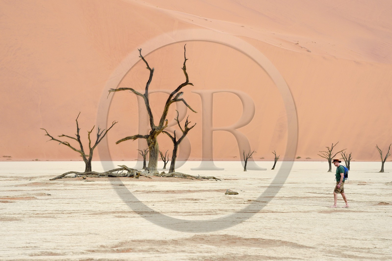 Namibie, région d'Hardap, désert du Namib, parc national du Namib-Naukluft, Erg du Namib classé Patrimoine Mondial de l'UNESCO, dunes de Sossusvlei, Dead Vlei, arbres morts de Camelthorn Acacia (Acacia erioloba)
