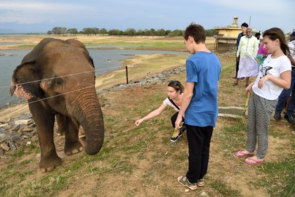 Sri Lanka, province d'Uva, éléphant (Elephas maximus) en bordure du Parc national d'Uda Walawe (Udawalawe National Park)